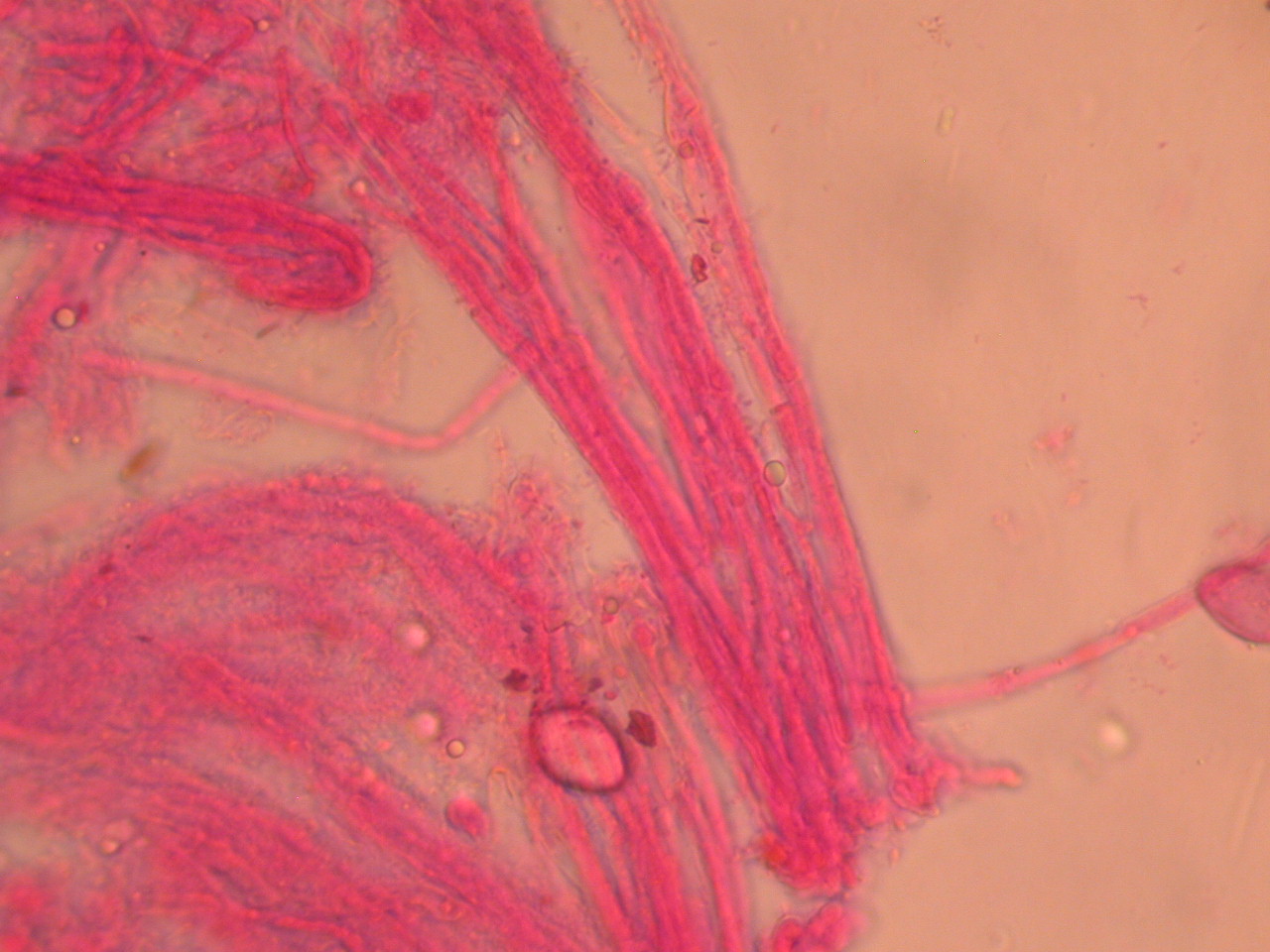Tarzetta catinus